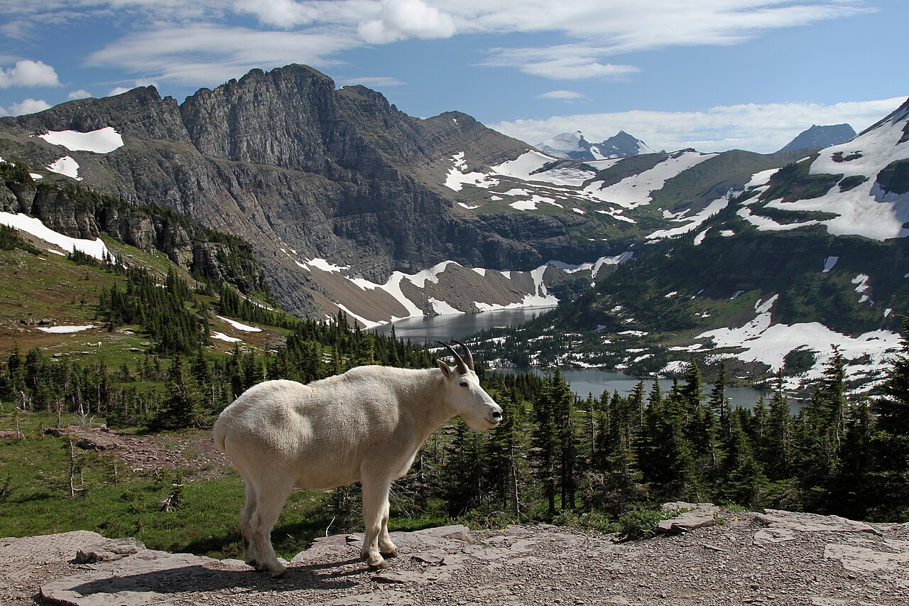 Glacier-Nationalpark (Vereinigte Staaten)
