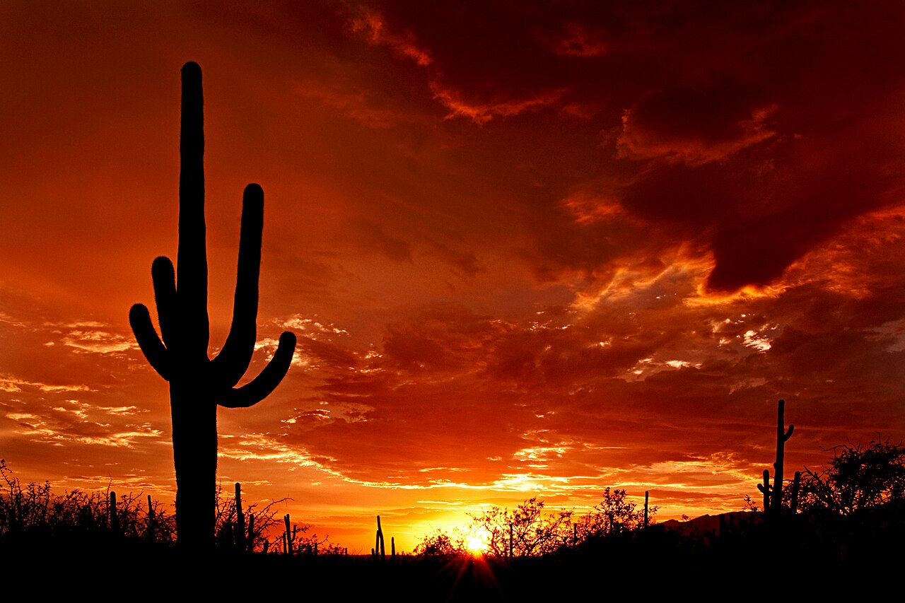 Parque nacional Saguaro